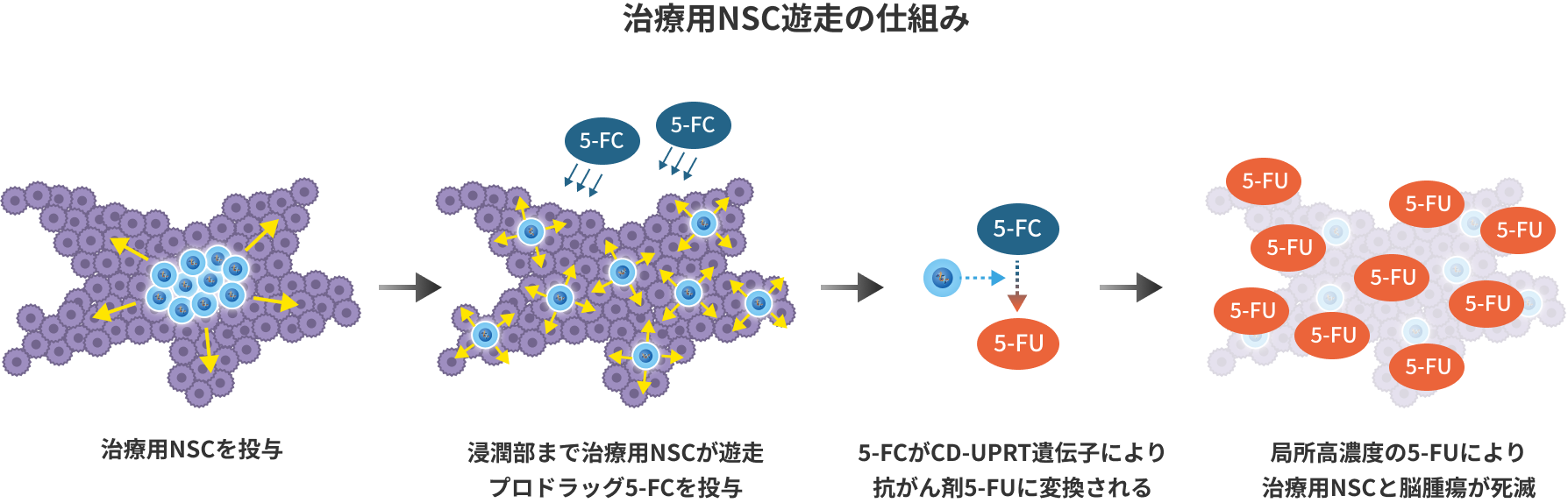 治療用NSC遊走の仕組み